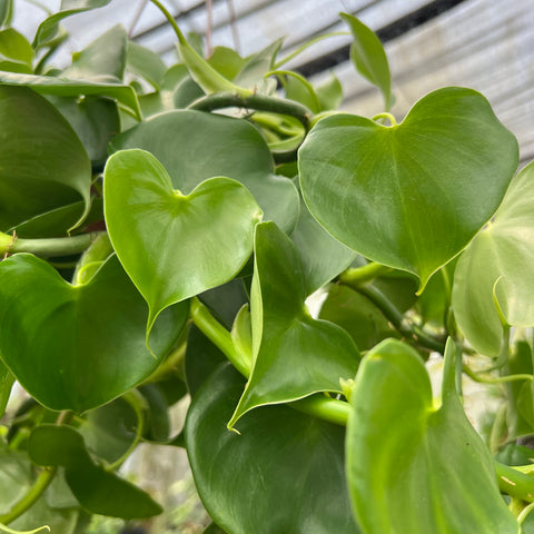Philodendron Grazielae