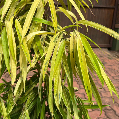 Ficus Alii Variegata (Ficus maclellandii)