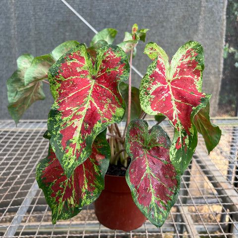 Caladium variaçāo - 01