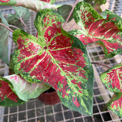 Caladium variaçāo - 01