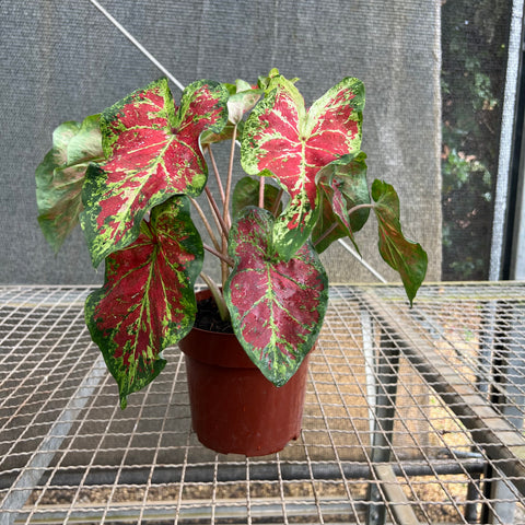 Caladium variaçāo - 01