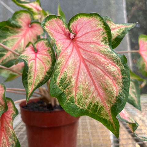 Caladium variaçāo - 02