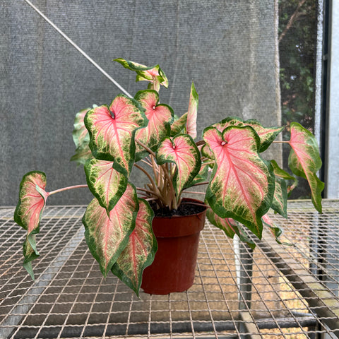 Caladium variaçāo - 02
