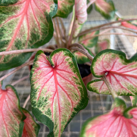 Caladium variaçāo - 02