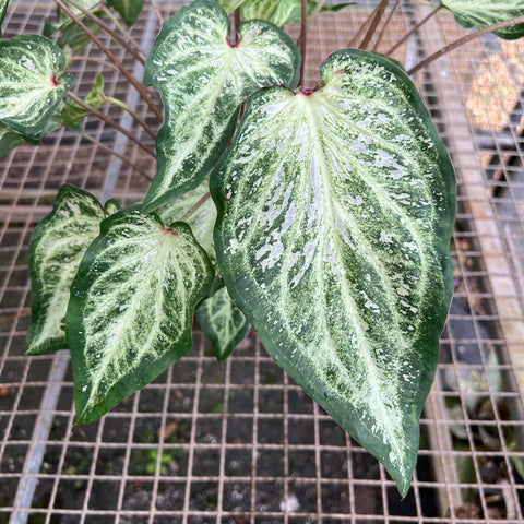 Caladium variaçāo - 03