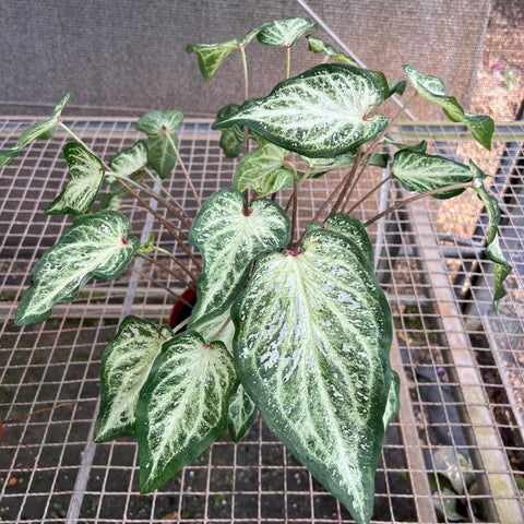 Caladium variaçāo - 03