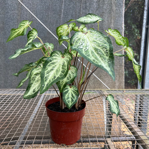 Caladium variaçāo - 03