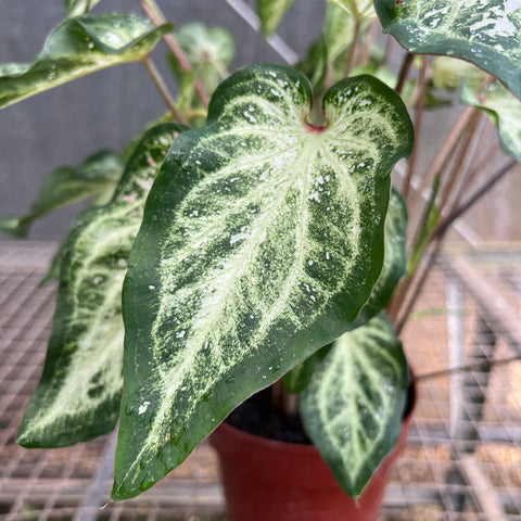 Caladium variaçāo - 03