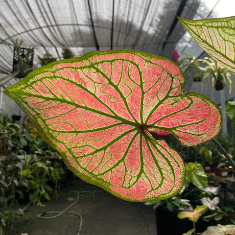 Caladium variaçāo - 13