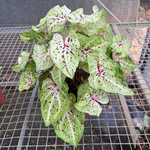 Caladium variaçāo - 04