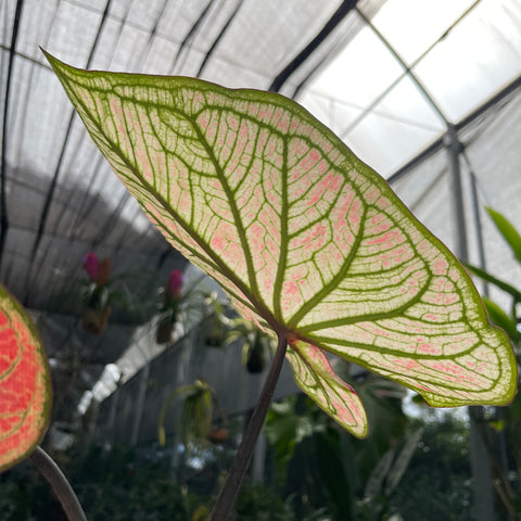 Caladium variaçāo - 13