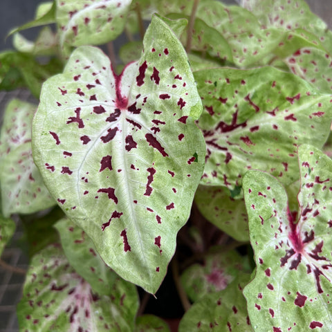 Caladium variaçāo - 04