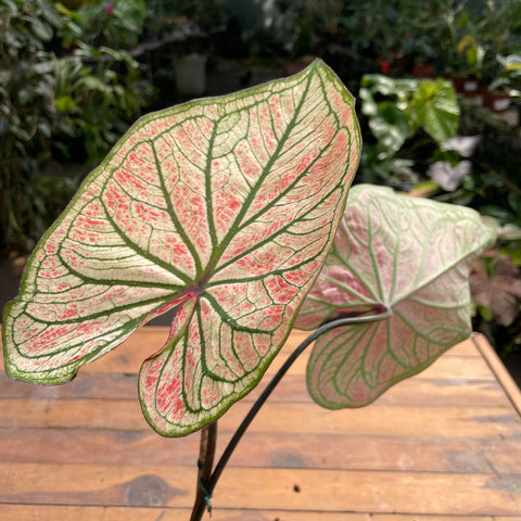 Caladium variaçāo - 13