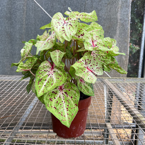 Caladium variaçāo - 04