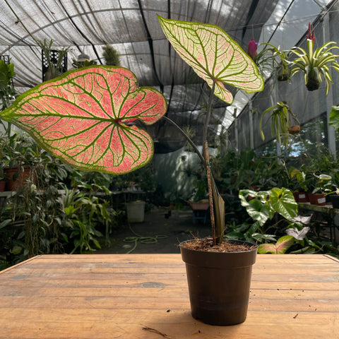 Caladium variaçāo - 13