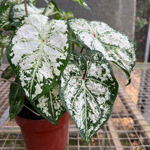 Caladium variaçāo - 05