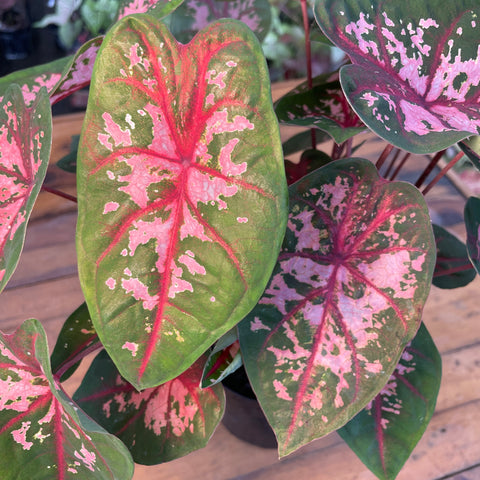 Caladium 01 - lançamento