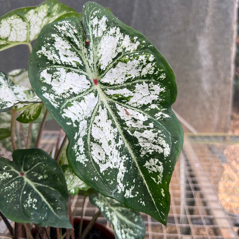 Caladium variaçāo - 05