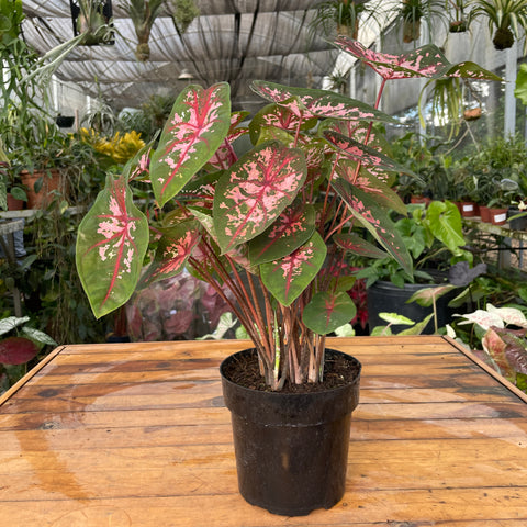 Caladium 01 - lançamento