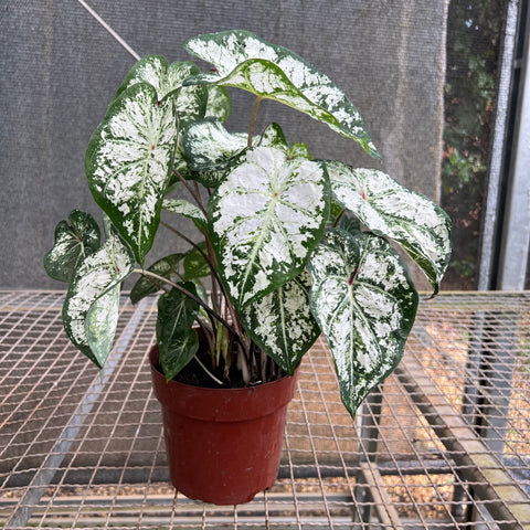 Caladium variaçāo - 05