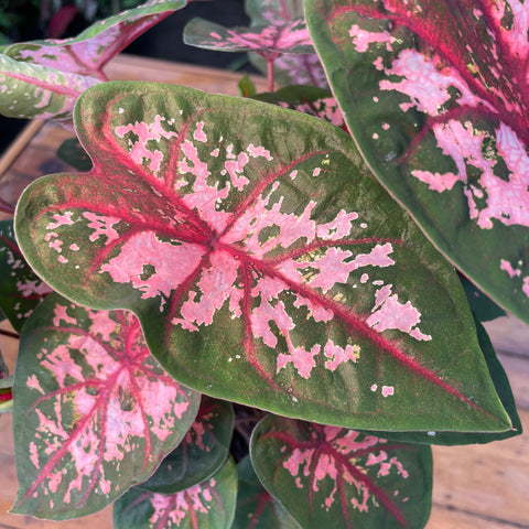 Caladium 01 - lançamento