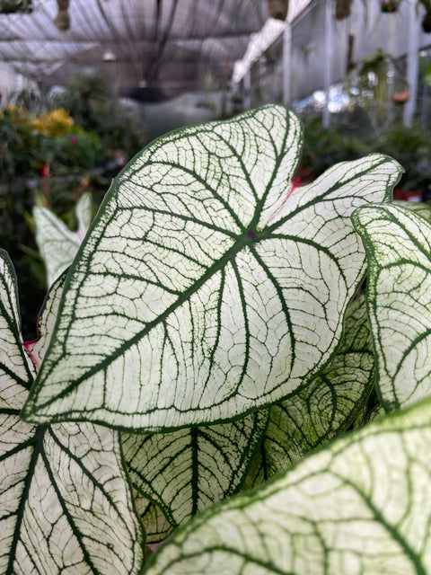 Caladium 03 - lançamento