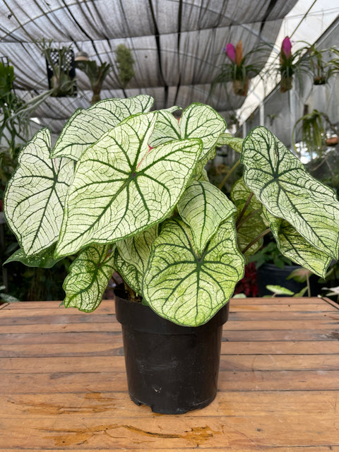 Caladium 03 - lançamento