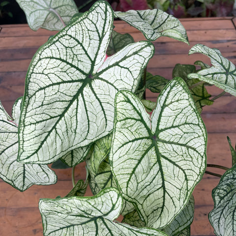 Caladium 03 - lançamento