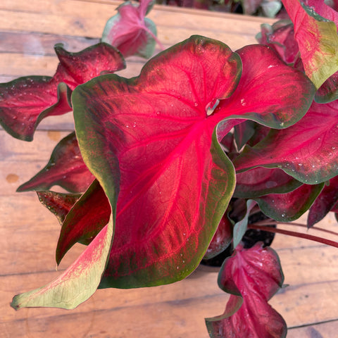 Caladium 07- lançamento