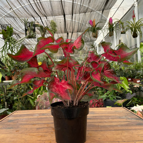 Caladium 07- lançamento