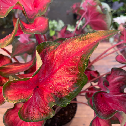 Caladium 07- lançamento