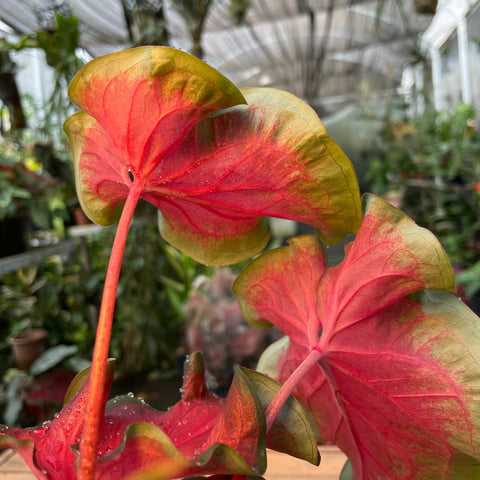 Caladium 07- lançamento