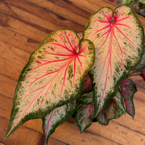 Caladium 02 - lançamento