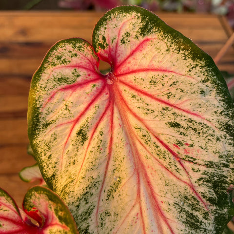 Caladium 02 - lançamento