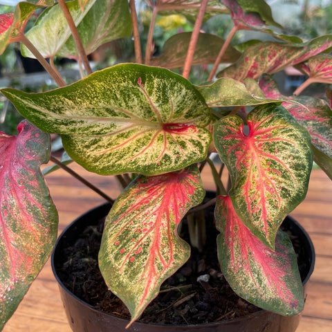 Caladium 02 - lançamento