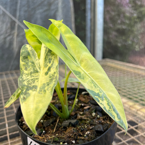 Alocasia longiloba 'Variegata'