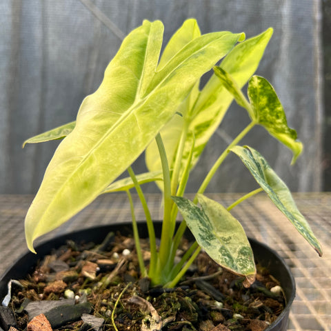 Alocasia longiloba 'Variegata'