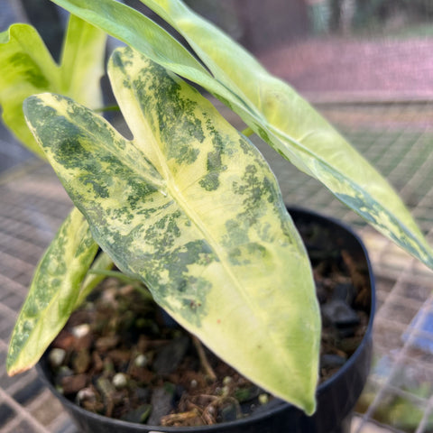 Alocasia longiloba 'Variegata'