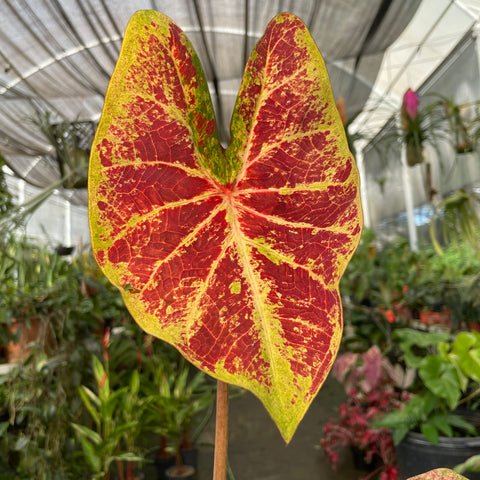 Caladium Grape Beauty