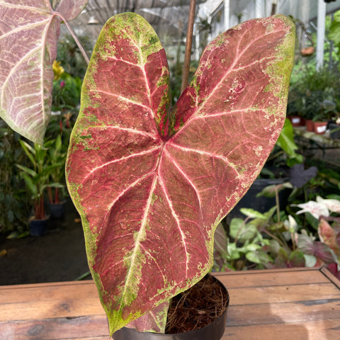Caladium Grape Beauty