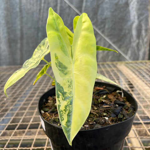 Alocasia longiloba 'Variegata'