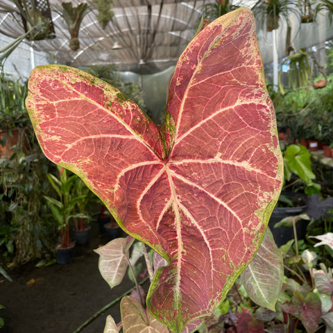 Caladium Grape Beauty