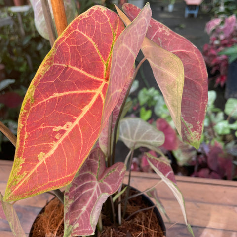 Caladium Grape Beauty