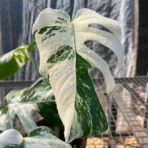 Monstera Albo 'Variegata' - alta variegação