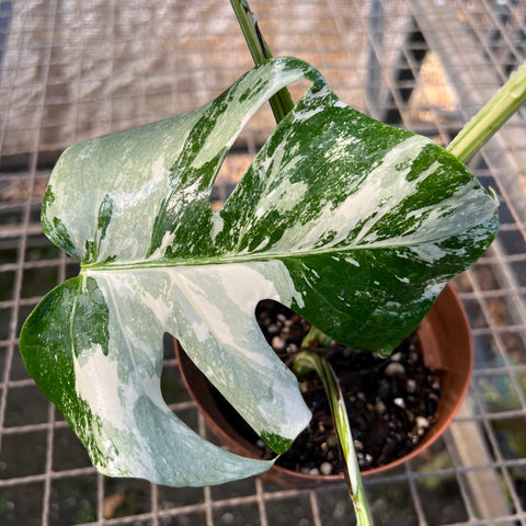 Monstera Albo 'Variegata' - alta variegação