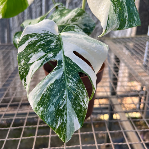 Monstera Albo 'Variegata' - alta variegação