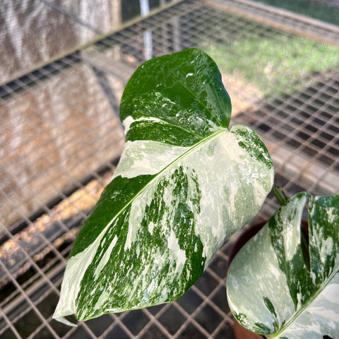 Monstera Albo 'Variegata' - alta variegação