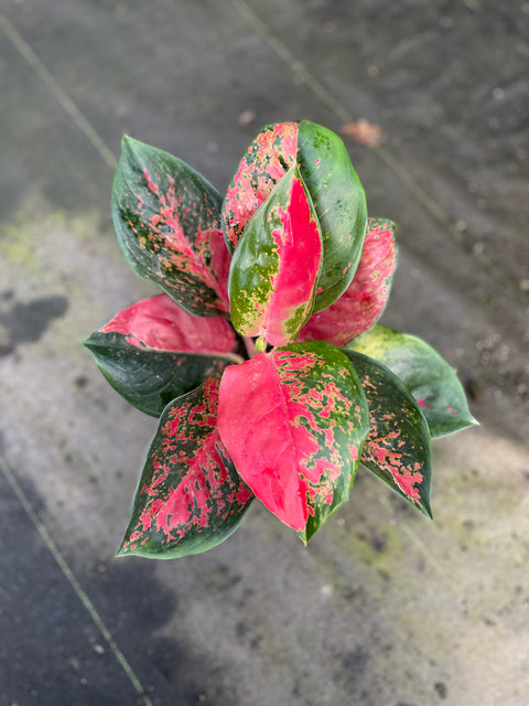 Aglaonema Suksom
