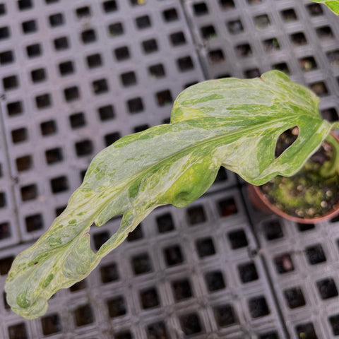 Monstera Adansonii
'Scrambled Eggs'
(Indonesian Marble)