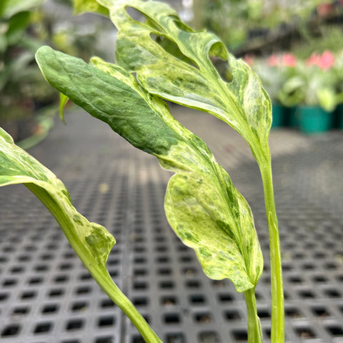 Monstera Adansonii
'Scrambled Eggs'
(Indonesian Marble)
